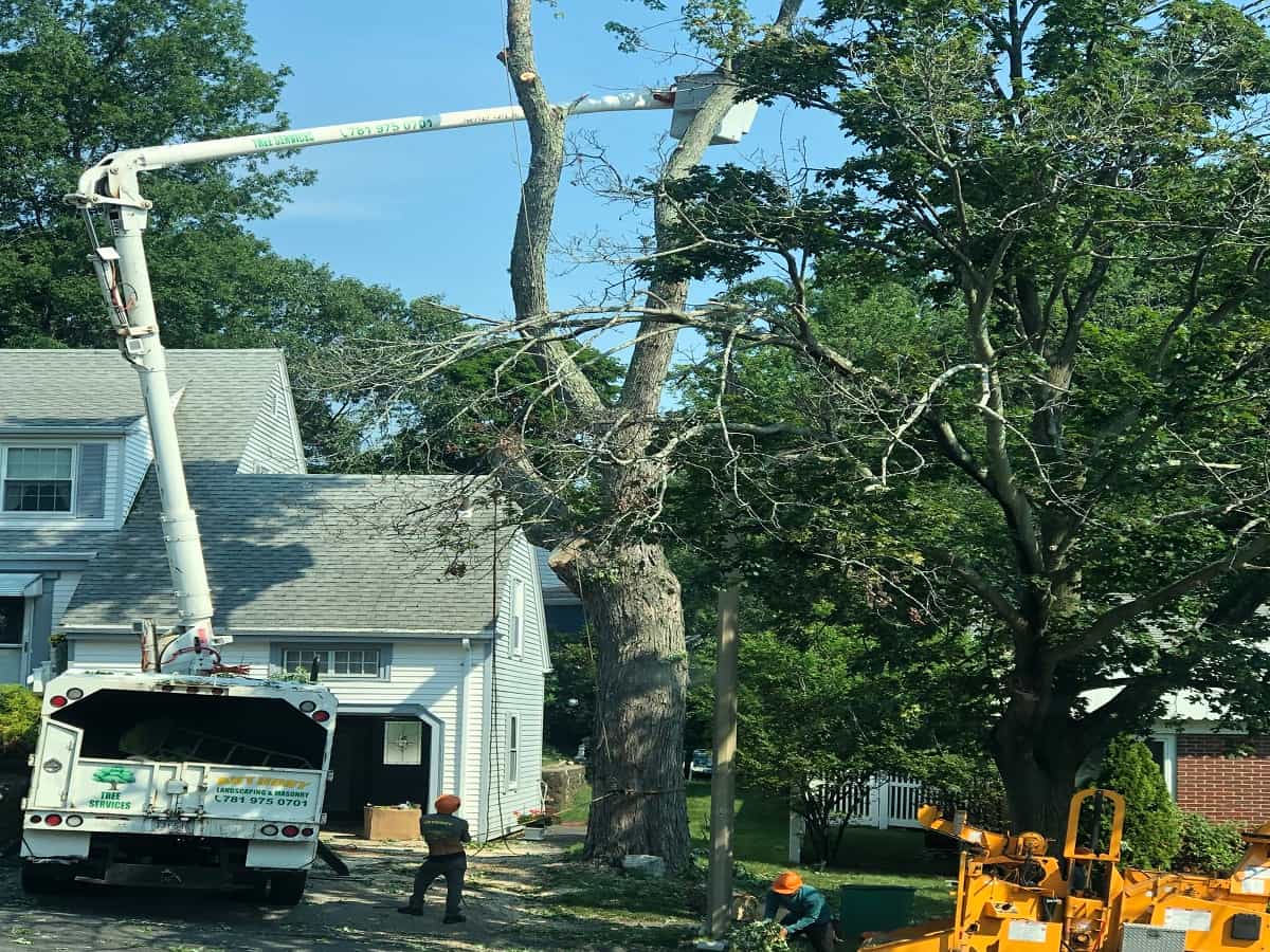 Residential Tree Services