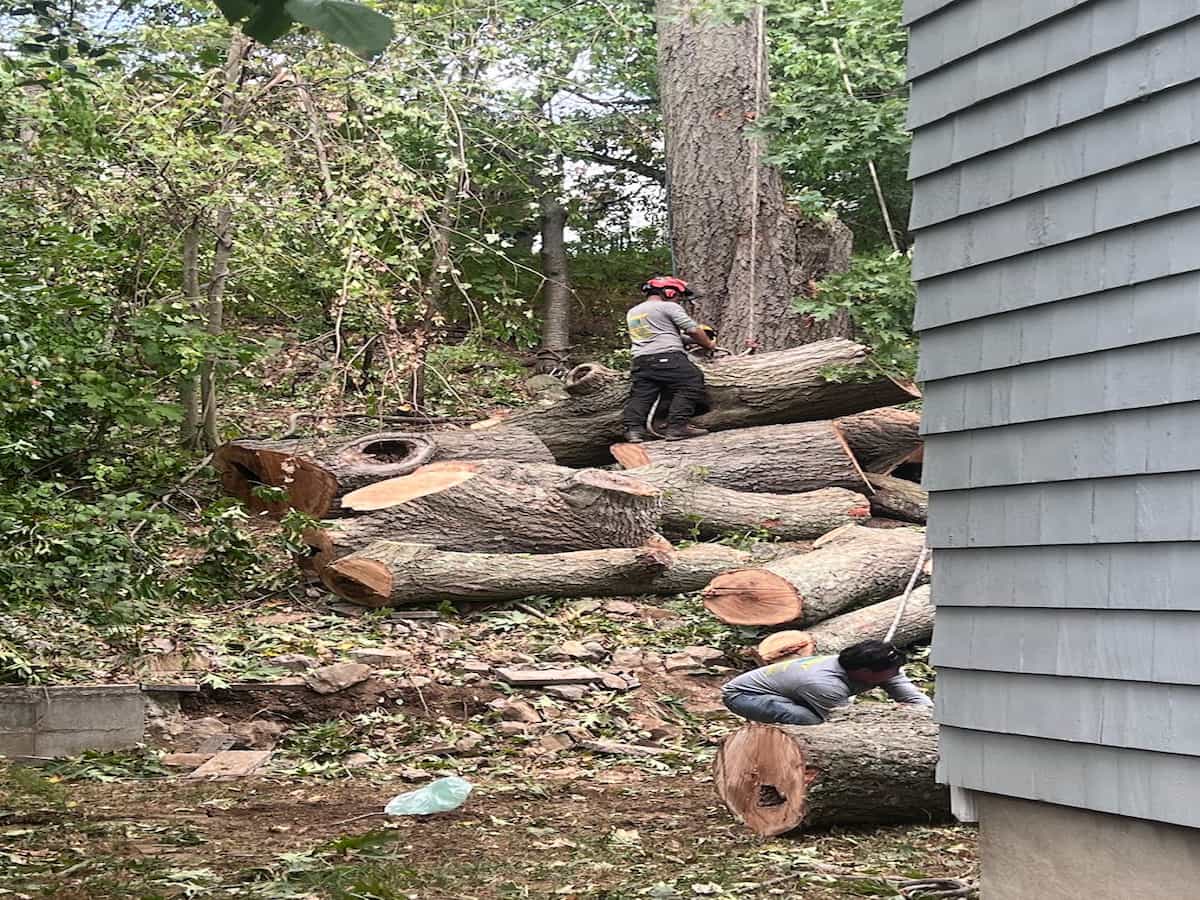 Wood Chipping & Disposal