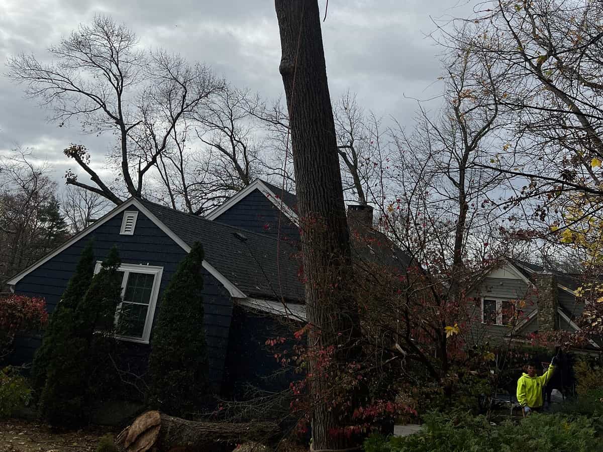 Emergency Tree Removal in Belmont, MA