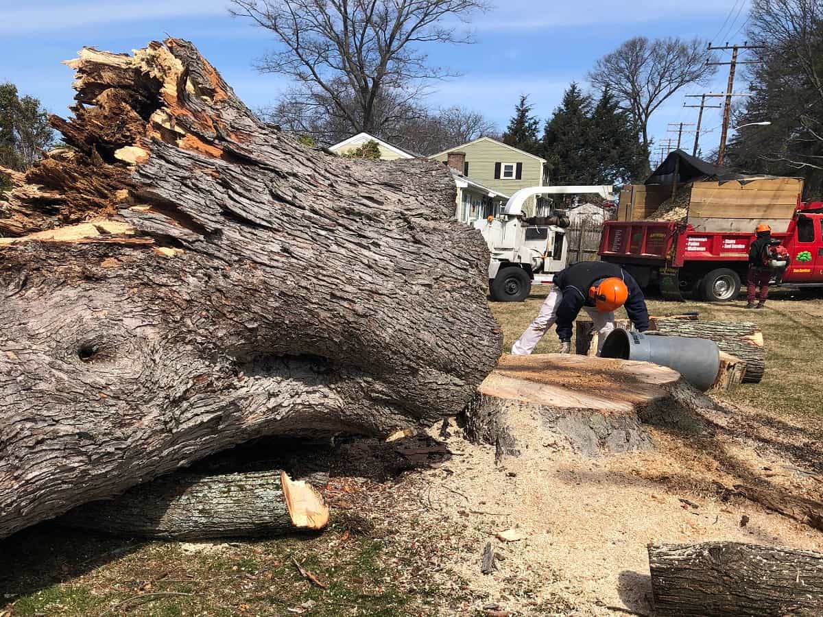 Emergency Tree Removal in Lynnfield, MA