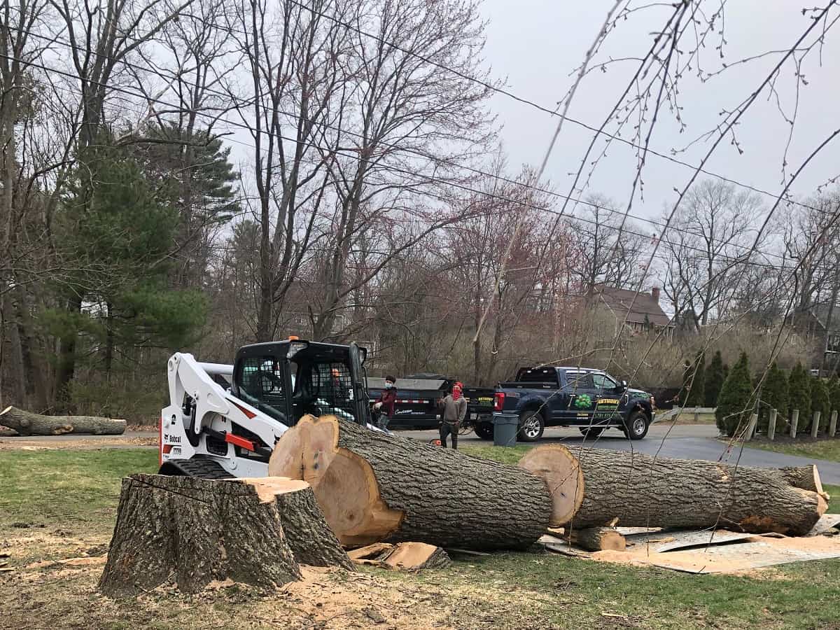 Tree Services in Andover, MA