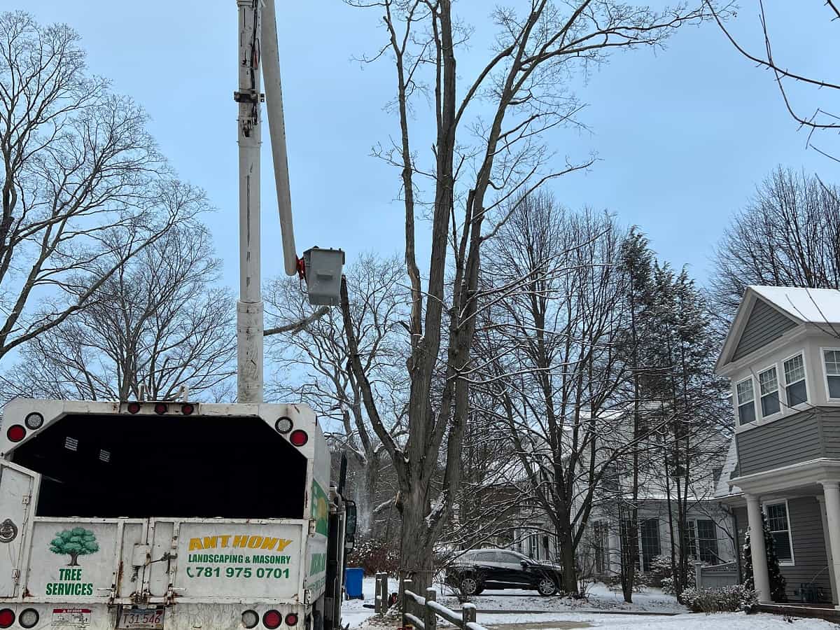 Tree Services in Middleton, MA