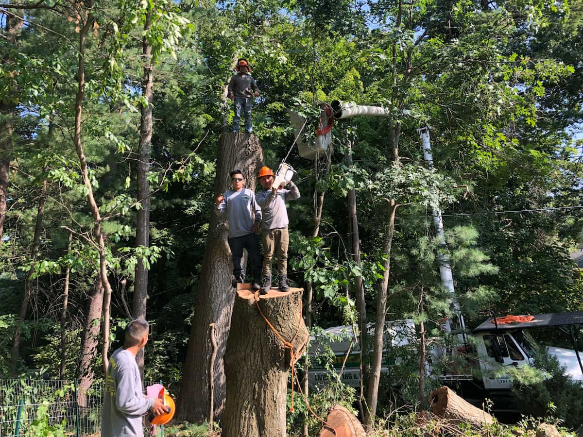 Tree Services in Peabody, MA